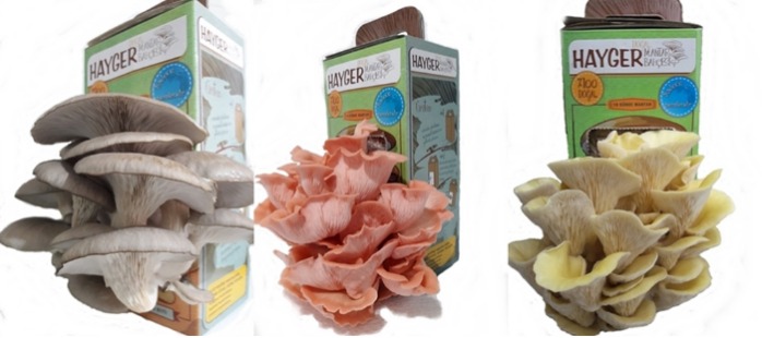 The Perfect Gift Oyster Mushroom Garden